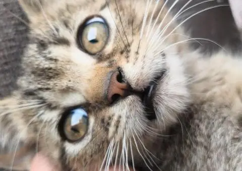 Кошенята. Котята. Коти. - 1/9
