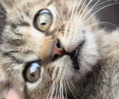 Кошенята. Котята. Коти.