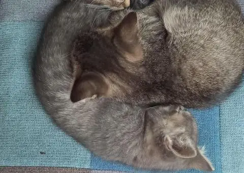 Кошенята. Котята. Коти. - 2/9