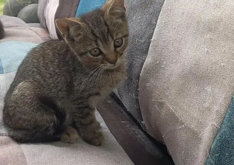 Кошенята. Котята. Коти. - 3/9