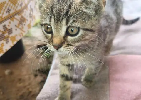 Кошенята. Котята. Коти. - 4/9