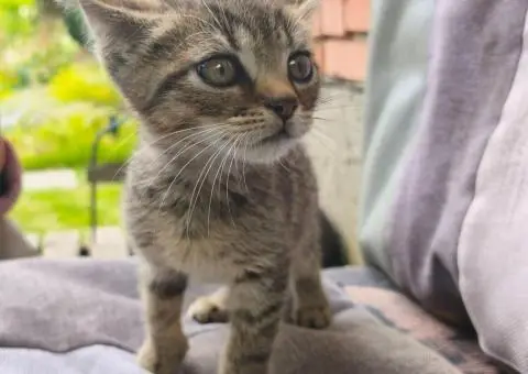 Кошенята. Котята. Коти. - 5/9