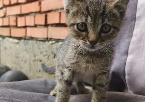 Кошенята. Котята. Коти. - 6/9