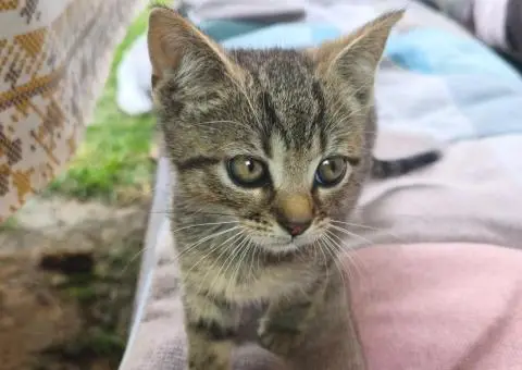 Кошенята. Котята. Коти. - 7/9