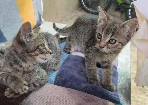 Кошенята. Котята. Коти. - 8/9