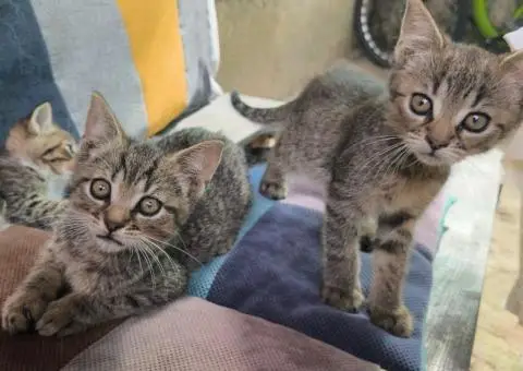 Кошенята. Котята. Коти. - 9/9