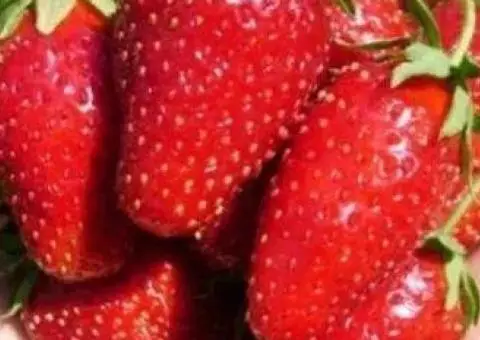 Саджанці полуниці  Нью Айленд  аромат та смак суниці  з полуницею - 2/2