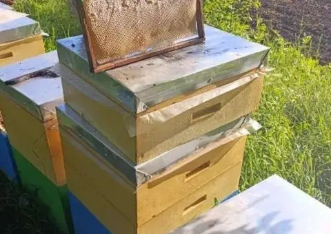 Продам травневий майскийакація акация Мед - 3/3
