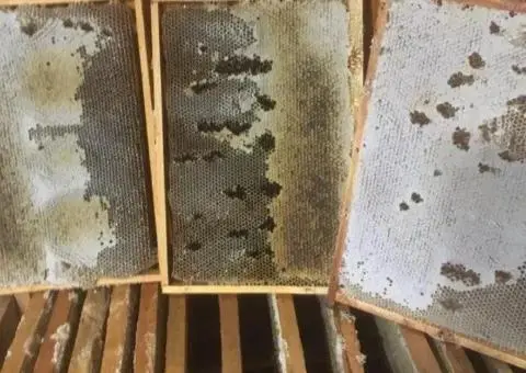 Продаж натуральний мед, пилок!!! - 2/3