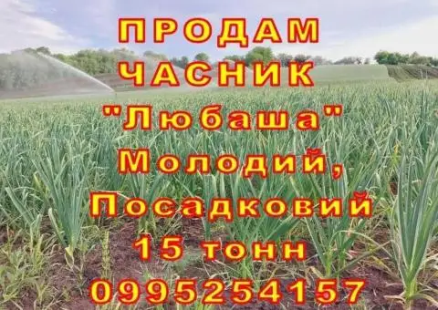Продам ЧАСНИК 16 тонн Любаша Молодий Посадковий Товарний Чеснок Молодой ОПТ - 1/3