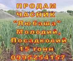 Продам ЧАСНИК 16 тонн Любаша Молодий Посадковий Товарний Чеснок Молодой ОПТ