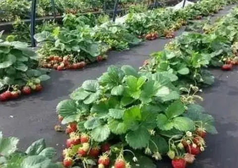 Агроволокно.Розпродаж. - 1/3