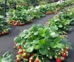 Агроволокно.Розпродаж.