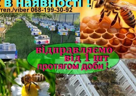Бджолині плідні молоді мічені матки, Бджоли