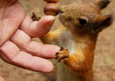 Squirrel buy sale Poltava