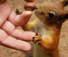 Squirrel buy sale Poltava
