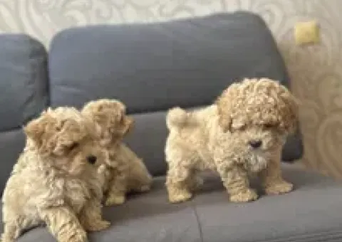 Maltipoo f1.