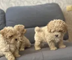 Maltipoo f1.