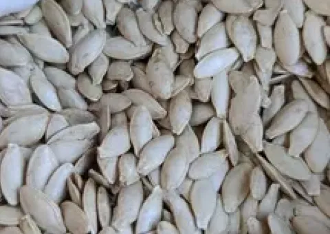 Seeds of zucchini 'Hrybovskyi' 37