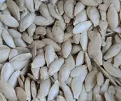 Seeds of zucchini 'Hrybovskyi' 37