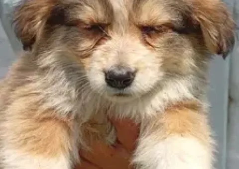 Puppies urgently seeking a home
