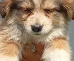 Puppies urgently seeking a home