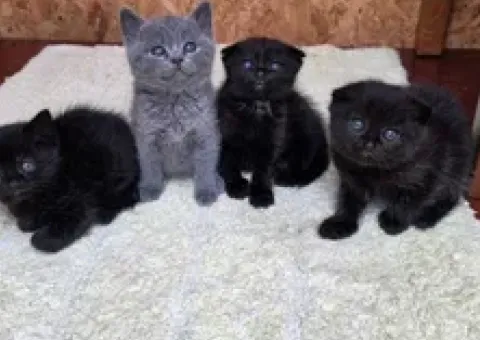 Котята шотландские