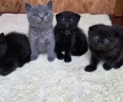 Котята шотландские