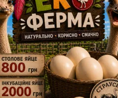Страусиные яйца столовые (800 грн)