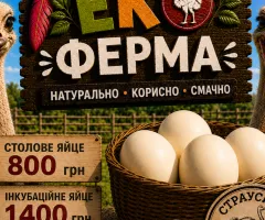 Страусині яйця столові (800 грн)