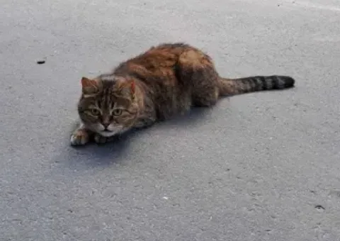 Найден кот, вероятно потерялся