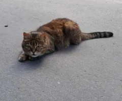 Найден кот, вероятно потерялся