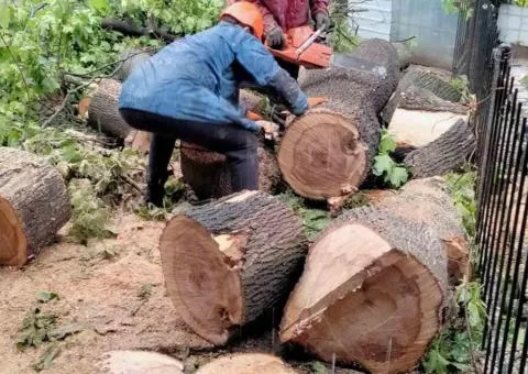 Корчевка пней, обрезка и уборка участка, спил деревьев, вывоз мусора — Одесса