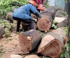Stump removal. tree pruning, garden trimming, tree felling, cleanup Odesa