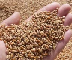 Wheat Harvest 2026 — 8 UAH/kg