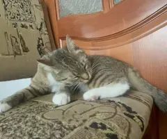 Терміново!! ЗА ВИНАГОРОДУ. Пропала кішка