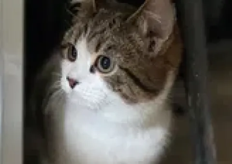 Котята котики отдам котенок
