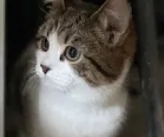 Котята котики отдам котенок