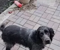 Знайдена собака!