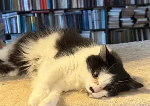 ніжна та лагідна киця,молоденька муркотушка