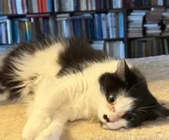 ніжна та лагідна киця,молоденька муркотушка