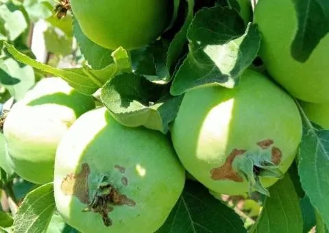 Срочно! Продам участок 5,1 сотки в Черкассах в СК Садовник - 1/3