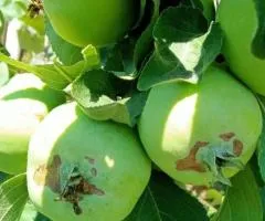 Срочно! Продам участок 5,1 сотки в Черкассах в СК Садовник