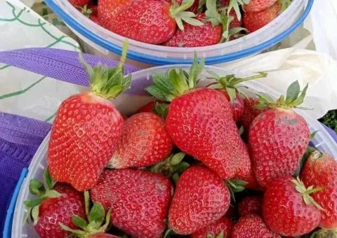 Срочно! Продам участок 5,1 сотки в Черкассах в СК Садовник - 2/3