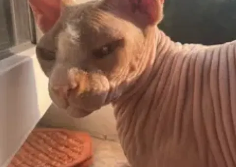 Нашли кота , ищу хозяев