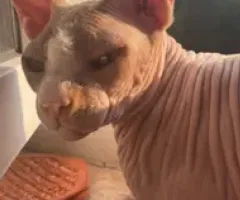 Нашли кота , ищу хозяев