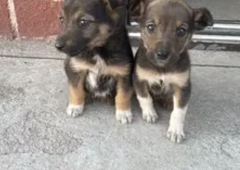 Цуценята безкоштовно