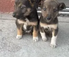Цуценята безкоштовно