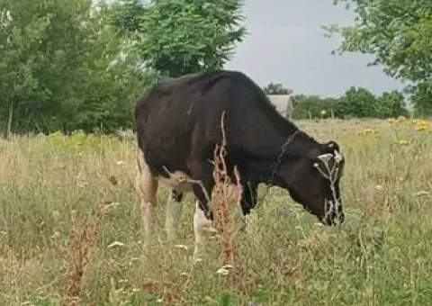 Теличка на корову 1 рік.