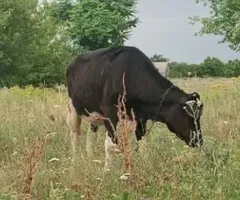 Теличка на корову 1 рік.